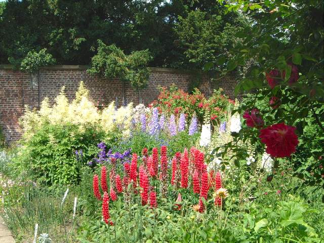 Lupin Garden